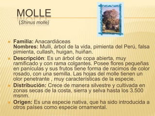 Molle(Shinus molle)Familia: AnacardiáceasNombres: Mulli, árbol de la vida, pimienta del Perú, falsa pimienta, cullash, huigan, huiñan.Descripción: Es un árbol de copa abierta, muy ramificado y con rama colgantes. Posee flores pequeñas en panículas y sus frutos tiene forma de racimos de color rosado, con una semilla. Las hojas del molle tienen un olor penetrante , muy características de la especie.Distribución: Crece de manera silvestre y cultivada en zonas secas de la costa, sierra y selva hasta los 3.500 msnm.Origen: Es una especie nativa, que ha sido introducida a otros países como especie ornamental.
