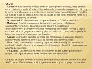 USOS:* Alimento: Las semillas molidas de usan como pimienta blanca, y las enteras como pimienta rosada. Con la cubierta dulce de las semillas se prepara chicha y la leche de molle o upi, que es la chicha sin fermentar que adelgaza sin debilitar. La miel de molle se elabora hirviendo el líquido de los frutos maduros hasta que tome la consistencia de jarabe.* Ornamental: Cultivado en muchas partes hasta los 3,000 m de altitud.* Medicinal: Es utilizado como antirreumático, purgante, cefalálgico, cicatrizante, vermífugo, depurativo de la sangre, hemostático y antiespasmódico. Es bueno contra los malestares del hígado, riñones y vejiga, contra el dolor de garganta, muelas y piernas, así como contra la hidropesía, la leucorrea y algunas afecciones respiratorias.* Abono: Cuando las semillas de maíz son remojadas en agua que contiene ramas y frutos del molle, con el cual se adhiere un abono catalítico.* Tinte: De la cocción de la corteza y hojas se obtiene un líquido amarillo, al cual se le añade alumbre y se remojan los tejidos que obtendrán una coloración amarilla permanente.* Plaguicida: Las ramitas del molle se entierran en los surcos para repeler plagas. Las hojas se ponen entre la ropa para eliminar polillas.Cultivo: Es propio de clima tropical y templado desde el nivel del mar hasta los 3,000 msnm. Desarrolla en suelos ligeros a rocosos y se propaga por semillas.