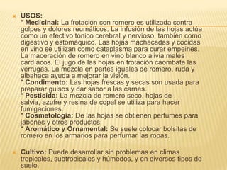 USOS:* Medicinal: La frotación con romero es utilizada contra golpes y dolores reumáticos. La infusión de las hojas actúa como un efectivo tónico cerebral y nervioso, también como digestivo y estomáquico. Las hojas machacadas y cocidas en vino se utilizan como cataplasma para curar empeines. La maceración de romero en vino blanco alivia males cardíacos. El jugo de las hojas en frotación caombate las verrugas. La mezcla en partes iguales de romero, ruda y albahaca ayuda a mejorar la visión.* Condimento: Las hojas frescas y secas son usada para preparar guisos y dar sabor a las carnes.* Pesticida: La mezcla de romero seco, hojas de salvia, azufre y resina de copal se utiliza para hacer fumigaciones.* Cosmetología: De las hojas se obtienen perfumes para jabones y otros productos.* Aromático y Ornamental: Se suele colocar bolsitas de romero en los armarios para perfumar las ropas.Cultivo: Puede desarrollar sin problemas en climas tropicales, subtropicales y húmedos, y en diversos tipos de suelo.