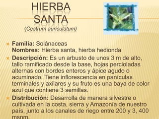 HIERBA SANTA (Cestrum auriculatum)Familia: SolánaceasNombres: Hierba santa, hierba hediondaDescripción: Es un arbusto de unos 3 m de alto, tallo ramificado desde la base, hojas percioladas alternas con bordes enteros y ápice agudo o acuminado. Tiene inflorescencia en panículas terminales y axilares y su fruto es una baya de color azul que contiene 3 semillas.Distribución: Desarrolla de manera silvestre o cultivada en la costa, sierra y Amazonía de nuestro país, junto a los canales de riego entre 200 y 3, 400 msnm.