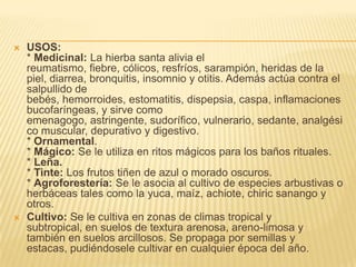 USOS:* Medicinal: La hierba santa alivia el reumatismo, fiebre, cólicos, resfríos, sarampión, heridas de la piel, diarrea, bronquitis, insomnio y otitis. Además actúa contra el salpullido de bebés, hemorroides, estomatitis, dispepsia, caspa, inflamaciones bucofaríngeas, y sirve como emenagogo, astringente, sudorífico, vulnerario, sedante, analgésico muscular, depurativo y digestivo.* Ornamental.* Mágico: Se le utiliza en ritos mágicos para los baños rituales.* Leña.* Tinte: Los frutos tiñen de azul o morado oscuros.* Agroforestería: Se le asocia al cultivo de especies arbustivas o herbáceas tales como la yuca, maíz, achiote, chiric sanango y otros.Cultivo: Se le cultiva en zonas de climas tropical y subtropical, en suelos de textura arenosa, areno-limosa y también en suelos arcillosos. Se propaga por semillas y estacas, pudiéndosele cultivar en cualquier época del año.