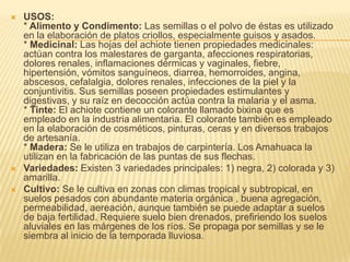 USOS:* Alimento y Condimento: Las semillas o el polvo de éstas es utilizado en la elaboración de platos criollos, especialmente guisos y asados.* Medicinal: Las hojas del achiote tienen propiedades medicinales: actúan contra los malestares de garganta, afecciones respiratorias, dolores renales, inflamaciones dérmicas y vaginales, fiebre, hipertensión, vómitos sanguíneos, diarrea, hemorroides, angina, abscesos, cefalalgia, dolores renales, infecciones de la piel y la conjuntivitis. Sus semillas poseen propiedades estimulantes y digestivas, y su raíz en decocción actúa contra la malaria y el asma.* Tinte: El achiote contiene un colorante llamado bixina que es empleado en la industria alimentaria. El colorante también es empleado en la elaboración de cosméticos, pinturas, ceras y en diversos trabajos de artesanía.* Madera: Se le utiliza en trabajos de carpintería. Los Amahuaca la utilizan en la fabricación de las puntas de sus flechas.Variedades: Existen 3 variedades principales: 1) negra, 2) colorada y 3) amarilla.Cultivo: Se le cultiva en zonas con climas tropical y subtropical, en suelos pesados con abundante materia orgánica , buena agregación, permeabilidad, aereación, aunque también se puede adaptar a suelos de baja fertilidad. Requiere suelo bien drenados, prefiriendo los suelos aluviales en las márgenes de los ríos. Se propaga por semillas y se le siembra al inicio de la temporada lluviosa. 