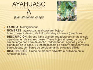 AYAHUASCA(Banisteriopsis caapi)FAMILIA: MalpighiáceasNOMBRES: ayawasca, ayahuascam, bejuco bravo, cayapi, datém; shillinto, shimbaya huasca (quechua).DESCRIPCIÓN: Es una liana grande trepadora de ramas grises o parduzcas, de escaso grosor. Tiene hojas simples, de unos 17 cm de largo por 9 cm de ancho, redondeadas, agudas y con 2 glándulas en la base. Su inflorescencia es axilar y algunas veces paniculadas, con flores de corola amarilla o rosado pálida.DISTRIBUCIÓN: Crece de manera silvestre o cultivada en la Amazonía Baja.