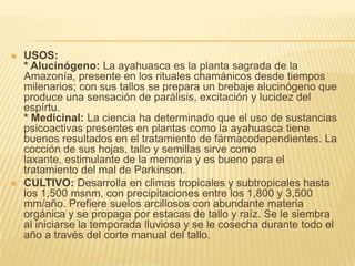 USOS:* Alucinógeno: La ayahuasca es la planta sagrada de la Amazonía, presente en los rituales chamánicos desde tiempos milenarios; con sus tallos se prepara un brebaje alucinógeno que produce una sensación de parálisis, excitación y lucidez del espírtu.* Medicinal: La ciencia ha determinado que el uso de sustancias psicoactivas presentes en plantas como la ayahuasca tiene buenos resultados en el tratamiento de fármacodependientes. La cocción de sus hojas, tallo y semillas sirve como laxante, estimulante de la memoria y es bueno para el tratamiento del mal de Parkinson.CULTIVO: Desarrolla en climas tropicales y subtropicales hasta los 1,500 msnm, con precipitaciones entre los 1,800 y 3,500 mm/año. Prefiere suelos arcillosos con abundante materia orgánica y se propaga por estacas de tallo y raíz. Se le siembra al iniciarse la temporada lluviosa y se le cosecha durante todo el año a través del corte manual del tallo.