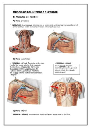 MÚSCULOS DEL MIEMBRO SUPERIOR
1) Músculos del hombro:
A) Plano profundo:
• SUBCLAVIO. Es un músculo cilíndrico que se origina en la unión de la primera costilla con el
primer cartílago costal. Se inserta en la cara inferior de la clavícula
B) Plano superficial:
• PECTORAL MAYOR: Se origina en la mitad •PECTORAL MENOR
Medial del borde anterior de la clavícula,
Cara anterior del esternón, 6 primeros
Cartílagos costales y aponeurosis del
Oblicuo externo, para luego insertarse
En el labio externo o lateral de la corredera
Bicipital
C) Plano interno:
SERRATO MAYOR: es un músculo situado en la cara lateral superior del tórax.
Es un músculo delgado,
aplanado y triangular, que está
situado debajo del músculo
pectoral mayor
 
