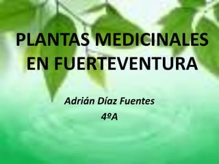 PLANTAS MEDICINALES
EN FUERTEVENTURA
Adrián Díaz Fuentes
4ºA
 