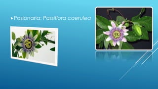 Pasionaria: Passiflora caerulea 
 
