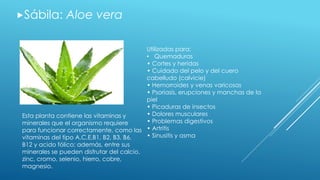 Sábila: Aloe vera 
Utilizadas para: 
• Quemaduras 
• Cortes y heridas 
• Cuidado del pelo y del cuero 
cabelludo (calvicie) 
• Hemorroides y venas varicosas 
• Psoriasis, erupciones y manchas de la 
piel 
• Picaduras de insectos 
• Dolores musculares 
• Problemas digestivos 
• Artritis 
• Sinusitis y asma 
Esta planta contiene las vitaminas y 
minerales que el organismo requiere 
para funcionar correctamente, como las 
vitaminas del tipo A,C,E,B1, B2, B3, B6, 
B12 y acido fólico; además, entre sus 
minerales se pueden disfrutar del calcio, 
zinc, cromo, selenio, hierro, cobre, 
magnesio. 
