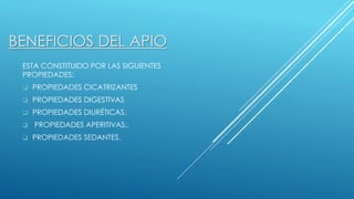 BENEFICIOS DEL APIO 
ESTA CONSTITUIDO POR LAS SIGUIENTES 
PROPIEDADES: 
 PROPIEDADES CICATRIZANTES 
 PROPIEDADES DIGESTIVAS 
 PROPIEDADES DIURÉTICAS. 
 PROPIEDADES APERITIVAS:. 
 PROPIEDADES SEDANTES. 
 