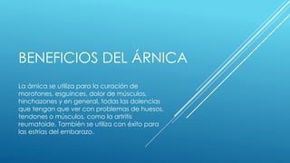 BENEFICIOS DEL ÁRNICA 
La árnica se utiliza para la curación de 
moratones, esguinces, dolor de músculos, 
hinchazones y en general, todas las dolencias 
que tengan que ver con problemas de huesos, 
tendones o músculos, como la artritis 
reumatoide. También se utiliza con éxito para 
las estrías del embarazo. 
 