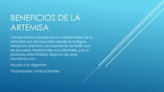 BENEFICIOS DE LA 
ARTEMISA 
Los beneficios terapéuticos y medicinales de la 
artemisa son reconocidos desde la antigua 
medicina oriental y actualmente también por 
las escuelas medicinales occidentales, por su 
probada efectividad. Algunos de esos 
beneficios son: 
Ayuda a la digestión 
Propiedades antibacteriales 
 