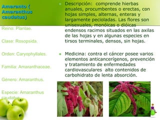 Amaranto ( 
Amaranthus 
caudatus) 
 Descripción: comprende hierbas 
anuales, procumbentes o erectas, con 
hojas simples, ...