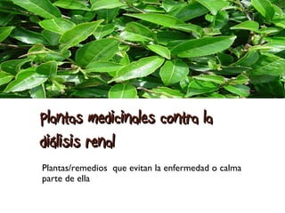 Plantas medicinales contra la diálisis renal  Plantas/remedios  que evitan la enfermedad o calma parte de ella  