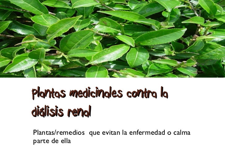 Plantas Medicinales Contra La Dialisis Renal