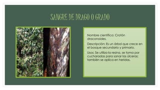 SANGRE DE DRAGO O GRADO
• Nombre científico: Crotón
draconoides.
• Descripción: Es un árbol que crece en
el bosque secundario y primario.
• Usos: Se utiliza la resina, se toma por
cucharadas para sanar las úlceras;
también se aplica en heridas.
 
