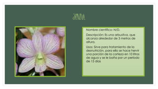 JINDA
• Nombre científico: N/D.
• Descripción: Es una arbustiva, que
alcanza alrededor de 3 metros de
altura.
• Usos: Sirve para tratamiento de la
desnutrición, para ello se hace hervir
una porción de la corteza en 10 litros
de agua y se le baña por un período
de 15 días
 