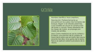 CATAHUA
• Nombre científico: Hura crepitans.
• Descripción: Preferentemente se
encuentra en los suelos más húmedos del
bosque, llegan a ser árboles perennes,
cuya madera se usa en la construcción
de botes o canoas, florea alrededor de
los meses de marzo, se propaga por
medio de semillas.
• Usos: Como medicina se usa la corteza y
la resina; una porción de la corteza se
hace hervir para usar en baño tipo sauna
durante tres días. Unas gotas de la resina
fresca se aplican sobre la picadura de la
víbora.
 