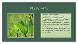 COCA DEL MONTE
• Nombre científico: N/D
• Descripción: Prefiere suelos con
bosque secundario, crece hasta dos
metros de altura; es un arbusto
permanente, se propaga por semillas
cuya floración aparece en los meses
de junio.
• Usos: Se usa las yemas terminales, con
las que se frota la parte de la picazón
de la Isula.
 