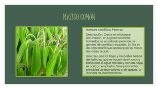 MATICO COMUN
• Nombre científico: Piper sp.
• Descripción: Crece en el bosque
secundario, en lugares bastante
húmedos; es un arbusto perenne, se
genera de semillas y esquejes. Su flor es
de color marfil que aparece en los meses
de marzo a abril.
• Usos: Se usan las hojas y las partes tiernas
del tallo, las que se hacen hervir; uno se
baña con el agua hervida y con las hojas
se aplican emplastos. Sirve para tratar
principios de reumatismo o de golpes, a
manera de desinflamante.
 