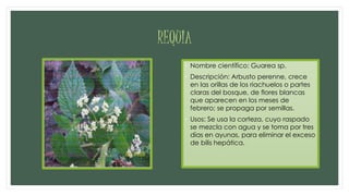 REQUIA
• Nombre científico: Guarea sp.
• Descripción: Arbusto perenne, crece
en las orillas de los riachuelos o partes
claras del bosque, de flores blancas
que aparecen en los meses de
febrero; se propaga por semillas.
• Usos: Se usa la corteza, cuyo raspado
se mezcla con agua y se toma por tres
días en ayunas, para eliminar el exceso
de bilis hepática.
 