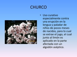 CHURCOUso curativo especialmente contra una erupción en la lengua y paladar de niños de pocos meses de nacidos, para lo cual se extrae el jugo, el cual junto al limón es aplicado en la parte afectada con un algodón aséptico.