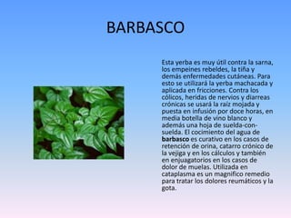 BARBASCOEsta yerba es muy útil contra la sarna, los empeines rebeldes, la tiña y demás enfermedades cutáneas. Para esto se utilizará la yerba machacada y aplicada en fricciones. Contra los cólicos, heridas de nervios y diarreas crónicas se usará la raíz mojada y puesta en infusión por doce horas, en media botella de vino blanco y además una hoja de suelda-con-suelda. El cocimiento del agua de barbasco es curativo en los casos de retención de orina, catarro crónico de la vejiga y en los cálculos y también en enjuagatorios en los casos de dolor de muelas. Utilizada en cataplasma es un magnifico remedio para tratar los dolores reumáticos y la gota.
