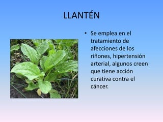 LLANTÉNSe emplea en el tratamiento de afecciones de los riñones, hipertensión arterial, algunos creen que tiene acción curativa contra el cáncer.