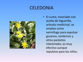 CELEDONIAEl sumo, mezclado con aceite de higuerilla, arbusto medicinal, se emplea como vermífugo para expulsar gusanos, lombrices y otros parásitos intestinales; es muy efectivo aunque repulsivo para los niños.