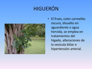 HIGUERÓNEl fruto, color carmelito oscuro, disuelto en aguardiente o agua hervida, se emplea en tratamientos del hígado, alteraciones de la vesícula biliar e hipertensión arterial.