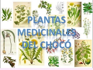PLANTAS MEDICINALESDEL CHOCó 