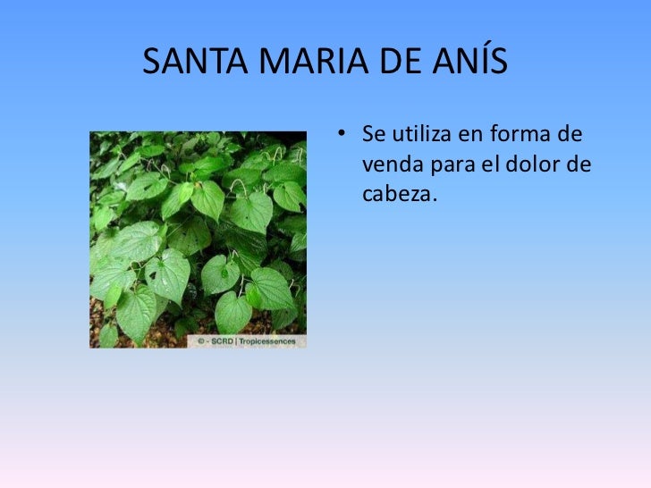 Plantas Medicinales Del Choco