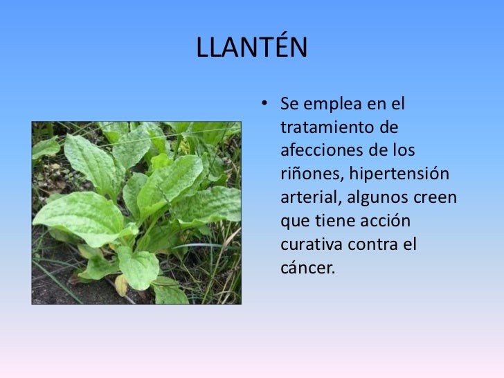 Plantas Medicinales Del Choco