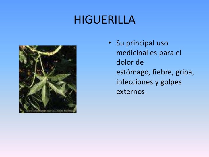 Plantas Medicinales Del Choco