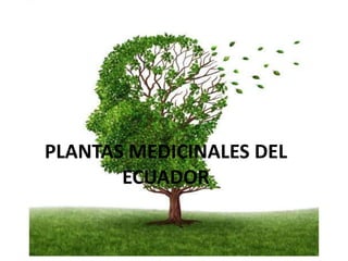 PLANTAS MEDICINALES DEL
ECUADOR
 