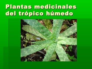 Plantas medicinalesPlantas medicinales
del trópico húmedodel trópico húmedo
 ““LaLa medicina está en su patio”medicina está en su patio”
 