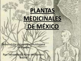 PLANTAS
               MEDICINALES
                DE MÉXICO

Benemérita Universidad Autónoma
           de Puebla

Por: Hermelinda Aline Hernández
             Rocha
 