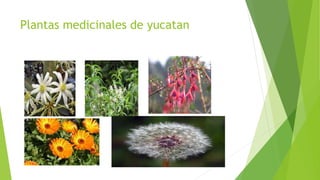 Plantas medicinales de yucatan
 