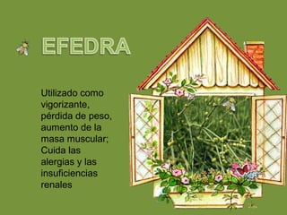 Utilizado como
vigorizante,
pérdida de peso,
aumento de la
masa muscular;
Cuida las
alergias y las
insuficiencias
renales
 