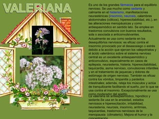 VALERIANA
Es uno de los grandes fármacos para el equilibrio
nervioso. Se usa mucho como sedante y
calmante en el histerismo, manifestaciones
neurasténicas (insomnio, neurosis, calambres
abdominales (cólicos), hiperexcitabilidad, etc.), en
las alteraciones menopáusicas y como
antiespasmódico en sentido lato. Se emplea en
trastornos convulsivos con buenos resultados,
sola o asociada a anticonvulsivantes.
Actualmente se usa como sedante en los
desequilibrios nerviosos: es eficaz contra el
insomnio provocado por el desasosiego o estrés
debido a la acción que ejercen los valepotriatos y
el ácido valeriánico sobre el sistema nervioso
central es un excelente antiespasmódico y
anticonvulsivo, especialmente en casos de
epilepsia, neurastenia, histeria, hiperexcitabilidad,
taquicardia, asma nervioso, convulsiones infantiles
y en el tratamiento de jaquecas y dolores de
estómago de origen nervioso. También es eficaz
contra los vómitos, timpanitis y parásitos
intestinales; además, relaja los músculos y actúa
de tranquilizante facilitando el sueño, por lo que se
usa contra el insomnio. Excepcionalmente se usa
como moderador del apetito
La valeriana es antiespasmódico, hipnótico y
sedante.Se usa en la ansiedad, estados
nerviosos e hiperexcitación, irritabilidad,
neurastenia, neurosis, insomnio, arritmias,
taquicardias, trastornos nerviosos de la
menopausia (climaterio). Mejora el humor y la
 