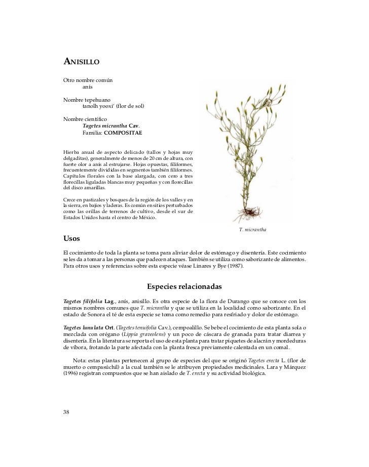 Plantas Medicinales Durango
