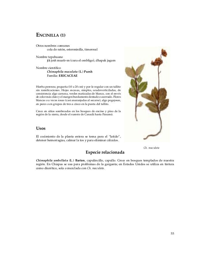 Plantas Medicinales Durango