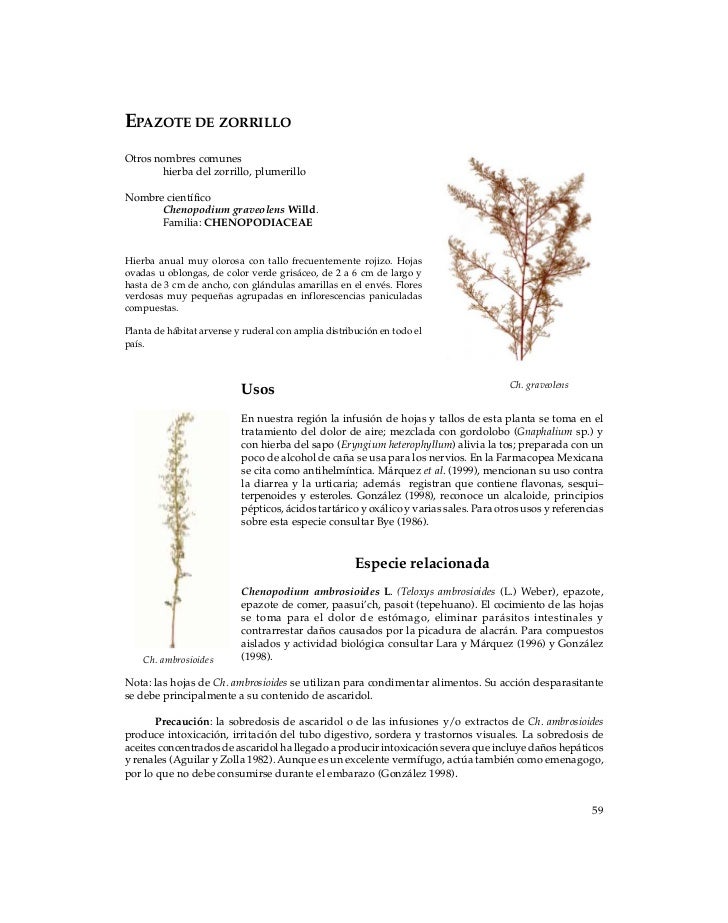 Plantas Medicinales Durango