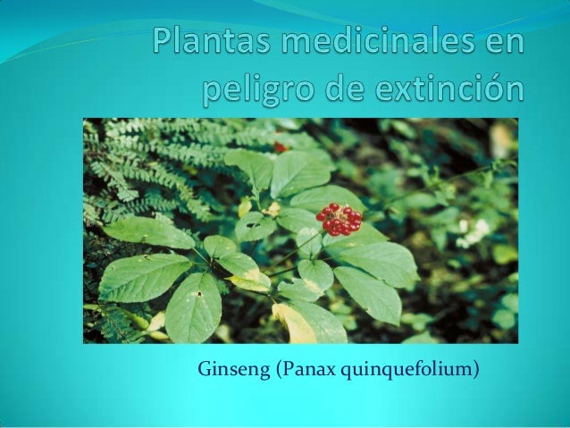 Plantas medicinales en peligro de extinción