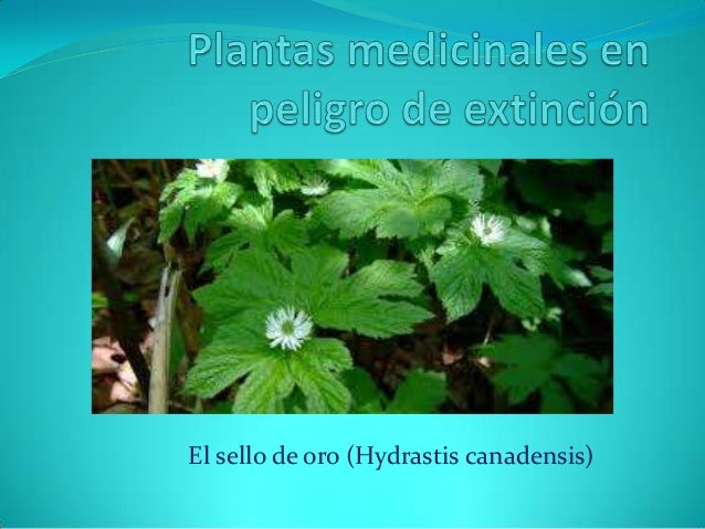 Plantas Medicinales En Peligro De Extincion