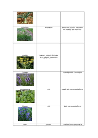  
      	
  
  Cebollino	
                                                   Manzanos	
                     Sembrado	
  bajo	
  los	
  manzanos	
  
                                                                                                 los	
  protege	
  del	
  moteado.	
  
                                                                                                                    	
  



                             	
  
       	
  
       	
                                                            	
                      	
  
       	
                                                            	
  
       	
                                                            	
  
       	
                                                            	
  
       	
                                                            	
  
    Eneldo	
                                         calabaza,	
  cebolla,	
  lechuga,	
  
                                                      maíz,	
  pepino,	
  zanahoria	
  
                                                                     	
  



                                     	
  
       	
  
   Espliego	
                                                          	
                           repele	
  polillas	
  y	
  hormigas	
  
                                                                                                                     	
  




                                       	
  
       	
  
Hierba	
  Buena	
                                                   Col	
                      repele	
  a	
  la	
  mariposa	
  de	
  la	
  col	
  
                                                                                                                      	
  




                                              	
  
       	
  
    Hisopo	
                                                        Col	
                            Aleja	
  mariposa	
  de	
  la	
  col	
  
                                                                                                                   	
  




                      	
  
        	
  
      Lino	
                                                      patata	
                          repele	
  al	
  escarabajo	
  de	
  la	
  
 