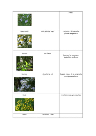                                                                                           patata	
  
                                                                                                       	
  




                 	
  
    	
  
    	
  
Manzanilla	
                                  Col,	
  cebolla,	
  trigo	
              Protectora	
  de	
  todas	
  las	
  
    	
                                                                                   plantas	
  en	
  general	
  




                  	
  
       	
  
    	
                                                       	
                                           	
  
  Menta	
                                           col,	
  fresas	
                                      	
  
    	
                                                                                   Repele	
  a	
  las	
  hormigas,	
  
                                                                                          pulguillas,	
  roedores	
  
                                                                                                          	
  




                         	
  
       	
  
 Romero	
                                       Zanahoria,	
  col	
           Repele	
  mosca	
  de	
  la	
  zanahoria	
  
    	
                                                                            y	
  mariposa	
  de	
  la	
  col	
  
                                                                                                 	
  




                                       	
  
     	
  
   Ruda	
                                                   	
                       repele	
  moscas	
  y	
  mosquitos	
  
     	
                                                                                             	
  




                                	
  
      	
  
   Salvia	
                                   Zanahoria,	
  coles	
           	
  
      	
                                             	
  
 
