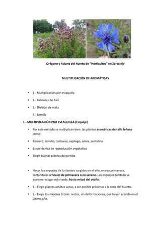  
                           Orégano	
  y	
  Aciano	
  del	
  huerto	
  de	
  “Horticultos”	
  en	
  Zarzalejo	
  

         	
  

                                               MULTIPLICACIÓN	
  DE	
  AROMÁTICAS	
  

         	
  

    •    1.-­‐	
  Multiplicación	
  por	
  estaquilla	
  

    •    2.-­‐	
  Rebrotes	
  de	
  Raíz	
  

    •    3.-­‐	
  División	
  de	
  mata	
  

         4.-­‐	
  Semilla	
  

1.-­‐	
  MULTIPLICACIÓN	
  POR	
  ESTAQUILLA	
  (Esqueje)	
  	
  

    •    Por	
  este	
  método	
  se	
  multiplican	
  bien:	
  las	
  plantas	
  aromáticas	
  de	
  tallo	
  leñoso	
  
         como:	
  

    •    Romero,	
  tomillo,	
  cantueso,	
  espliego,	
  salvia,	
  santolina.	
  

    •    Es	
  un	
  técnica	
  de	
  reproducción	
  vegetativa	
  

    •    Elegir	
  buenas	
  plantas	
  de	
  partida	
  	
  

         	
  

    •    Hacer	
  los	
  esquejes	
  de	
  los	
  brotes	
  surgidos	
  en	
  el	
  año,	
  en	
  esa	
  primavera,	
  
         cortándolos	
  a	
  finales	
  de	
  primavera	
  o	
  en	
  verano.	
  Los	
  esquejes	
  también	
  se	
  
         pueden	
  recoger	
  más	
  tarde,	
  hasta	
  mitad	
  del	
  otoño.	
  	
  

    •    1.-­‐	
  Elegir	
  plantas	
  adultas	
  sanas,	
  a	
  ser	
  posible	
  próximas	
  a	
  la	
  zona	
  del	
  huerto.	
  

    •    2.-­‐	
  Elegir	
  los	
  mejores	
  brotes:	
  rectos,	
  sin	
  deformaciones,	
  que	
  hayan	
  crecido	
  en	
  el	
  
         último	
  año.	
  
 