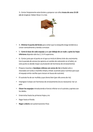 3.-­‐	
  Cortar	
  limpiamente	
  estos	
  brotes	
  y	
  preparar	
  con	
  ellos	
  trozos	
  de	
  unos	
  15-­‐20	
  
    cm	
  de	
  longitud.	
  Deben	
  llevar	
  2	
  o	
  más	
  




                                                                                            	
  
                                                                         	
  

•   4.-­‐	
  Eliminar	
  la	
  punta	
  del	
  brote	
  para	
  evitar	
  que	
  la	
  estaquilla	
  tenga	
  tendencia	
  a	
  
    crecer	
  verticalmente	
  y	
  tienda	
  a	
  enraizar.	
  

•   5.-­‐	
  Corta	
  la	
  base	
  de	
  cada	
  esqueje	
  justo	
  por	
  debajo	
  de	
  un	
  nudo	
  y	
  quita	
  las	
  hojas	
  
    inferiores	
  dejando	
  sólo	
  las	
  2,	
  3	
  ó	
  4	
  superiores.	
  

•   6.-­‐	
  Cortar	
  justo	
  por	
  el	
  punto	
  en	
  el	
  que	
  se	
  inició	
  el	
  último	
  tirón	
  de	
  crecimiento	
  
    tras	
  la	
  parada	
  de	
  verano	
  (se	
  aprecia	
  un	
  cambio	
  de	
  coloración	
  en	
  el	
  tallo),	
  en	
  
    este	
  punto	
  es	
  donde	
  mayor	
  acumulación	
  de	
  hormonas	
  de	
  enraizamiento)	
  	
  

•   Prepara	
  macetas	
  o	
  bandejas	
  rellenas	
  con	
  arena	
  de	
  rio	
  (cribada)	
  solo	
  o	
  
    mezclada	
  con	
  turba	
  o	
  mantillo	
  mitad	
  y	
  mitad.	
  (sustrato	
  poco	
  nutritivo	
  para	
  que	
  
    el	
  esqueje	
  emita	
  raicillas	
  que	
  crezcan	
  en	
  busca	
  de	
  sustrato)	
  	
  

•   El	
  sustrato	
  ha	
  de	
  ser	
  mullido	
  y	
  que	
  drene	
  bien	
  (por	
  ello	
  arena	
  de	
  río)	
  	
  

•   Impregnar	
  la	
  base	
  con	
  hormonas	
  de	
  enraizamiento	
  (no	
  es	
  necesario)-­‐	
  liar	
  un	
  
    pelo	
  

•   Clavar	
  los	
  esquejes	
  introduciendo	
  el	
  tercio	
  inferior	
  en	
  el	
  sustrato	
  y	
  aprieta	
  con	
  
    los	
  dedos.	
  	
  

•   Enterrarlas	
  hasta	
  las	
  primeras	
  hojas	
  y	
  no	
  

•   llegar	
  hasta	
  el	
  fondo.	
  

•   Regar	
  a	
  diario	
  con	
  pulverizaciones	
  finas	
  
 