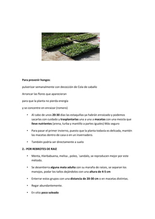  
Para	
  prevenir	
  hongos:	
  

pulverizar	
  semanalmente	
  con	
  decocción	
  de	
  Cola	
  de	
  caballo	
  

Arrancar	
  las	
  flores	
  que	
  aparecieran	
  

para	
  que	
  la	
  planta	
  no	
  pierda	
  energía	
  

y	
  se	
  concentre	
  en	
  enraizar	
  (romero)	
  	
  

     •     Al	
  cabo	
  de	
  unos	
  20-­‐30	
  días	
  las	
  estaquillas	
  ya	
  habrán	
  enraizado	
  y	
  podemos	
  
           sacarlas	
  con	
  cuidado	
  y	
  trasplantarlas	
  una	
  a	
  una	
  a	
  macetas	
  con	
  una	
  mezcla	
  que	
  
           lleve	
  nutrientes	
  (arena,	
  turba	
  y	
  mantillo	
  a	
  partes	
  iguales)	
  Más	
  seguro	
  

     •     Para	
  pasar	
  el	
  primer	
  invierno,	
  puesto	
  que	
  la	
  planta	
  todavía	
  es	
  delicada,	
  mantén	
  
           las	
  macetas	
  dentro	
  de	
  casa	
  o	
  en	
  un	
  invernadero.	
  	
  

     •     También	
  podría	
  ser	
  directamente	
  a	
  suelo	
  	
  

2.-­‐	
  POR	
  REBROTES	
  DE	
  RAIZ	
  

     •     Menta,	
  Hierbabuena,	
  melisa	
  ,	
  poleo,	
  ´sandalo,	
  se	
  reproducen	
  mejor	
  por	
  este	
  
           método.	
  

     •     Se	
  desentierra	
  alguna	
  mata	
  adulta	
  con	
  su	
  maraña	
  de	
  raíces,	
  se	
  separan	
  los	
  
           manojos,	
  podar	
  los	
  tallos	
  dejándolos	
  con	
  una	
  altura	
  de	
  4-­‐5	
  cm	
  

     •     Enterrar	
  estos	
  grupos	
  con	
  una	
  distancia	
  de	
  20-­‐30	
  cm	
  o	
  en	
  macetas	
  distintas.	
  

     •     Regar	
  abundantemente.	
  	
  

     •     En	
  sitio	
  poco	
  soleado	
  
 