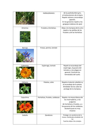 melocotonero	
                              de	
  la	
  pudredumbre	
  gris,	
  	
  
                                                                                                      al	
  melocotonero	
  de	
  la	
  lepra	
  
                                                                                                      Repele	
  ratones	
  y	
  escarabajo	
  
                                                                                                                      japonés.	
  	
  
                                                                                                      En	
  los	
  graneros	
  repele	
  a	
  los	
  
                                            	
                                                         gorgojos	
  (cabezas	
  de	
  ajos)	
  
    	
  
Artemisa	
                                               Frutales	
  y	
  hortalizas.	
         Aleja	
  a	
  la	
  mariposa	
  de	
  la	
  col	
  y	
  
    	
                                                                    	
                      repele	
  a	
  las	
  polillas	
  de	
  los	
  
                                                                                                  frutales	
  y	
  de	
  las	
  hortalizas	
  




                	
  
    	
  
    	
  
 Borraja	
                                             Fresas,	
  penino,	
  tomate	
          	
  
                                                                     	
  




                                     	
  
     	
  
Caléndula	
                                               Espárrago,	
  tomate	
                         Repele	
  al	
  escarabajo	
  del	
  
                                                                                                         espárrago,	
  al	
  gusano	
  del	
  
                                                                                                         tomate	
  y	
  a	
  las	
  plagas	
  en	
  
                                                                                                           general.	
  Controla	
  los	
  
                                                                                                          nematodos	
  del	
  suelo.	
  
                                                                                                                              	
  
                                      	
  
    	
  
 Cáñamo	
                                                     Patatas,	
  coles	
                     Repele	
  al	
  alacrán	
  cebollero	
  y	
  
                                                                                                       al	
  escarabajo	
  de	
  la	
  patata.	
  
                                                                                                       Alrededor	
  de	
  las	
  coles	
  las	
  
                                                                                                        protege	
  de	
  la	
  mariposa.	
  
                                                                                                                           	
  
                       	
  
    	
  
Capuchina	
                                        Hortalizas,	
  frutales,	
  calabazas	
            Repele	
  a	
  la	
  mosca	
  blanca	
  de	
  
    	
                                                                                                     los	
  invernaderos,	
  a	
  los	
  
                                                                                                                      pulgones	
  
                                                                                                       de	
  hortalizas	
  y	
  frutales,	
  y	
  a	
  
                                                                                                      los	
  gusanos	
  de	
  las	
  calabazas.	
  
                                                                                                             Acotarla	
  pues	
  es	
  muy	
  
                                                                                                                      invasiva	
  
                              	
                                                                                            	
  
 Cebolla	
                                                       Zanahoria	
                           Protege	
  a	
  la	
  zanahoria	
  de	
  la	
  
                                                                                                      mosca.	
  Sembrada	
  alrededor	
  de	
  
                                                                                                                             los	
  
                                                                                                       huertos	
  aleja	
  a	
  los	
  conejos.	
  
                                                                                                                              	
  
 